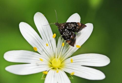 Réf. 247 555 : Prochoreutis sehestediana